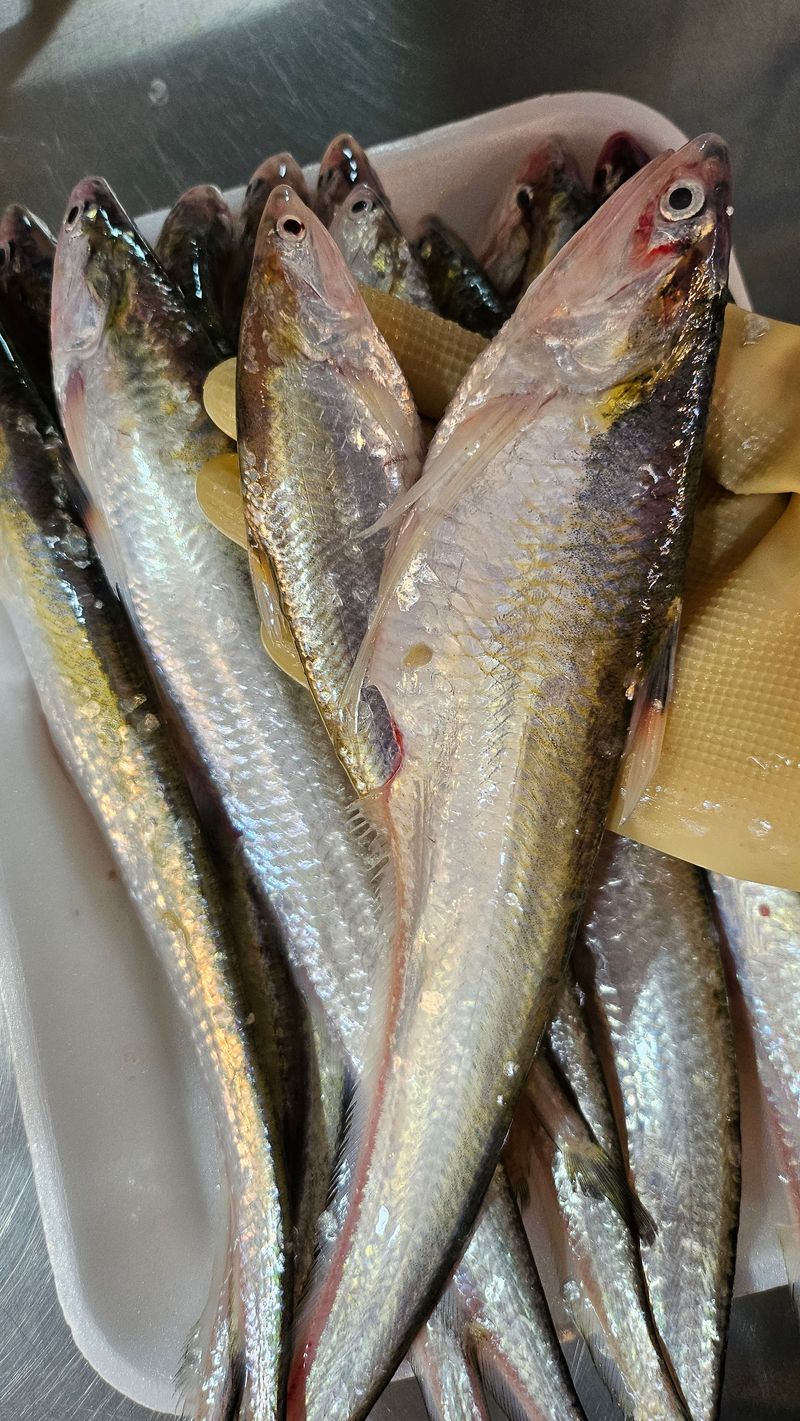 목포제주수산님의 장터 판매 상품 [웅어 2kg 20-25마리 ] 첨부 사진