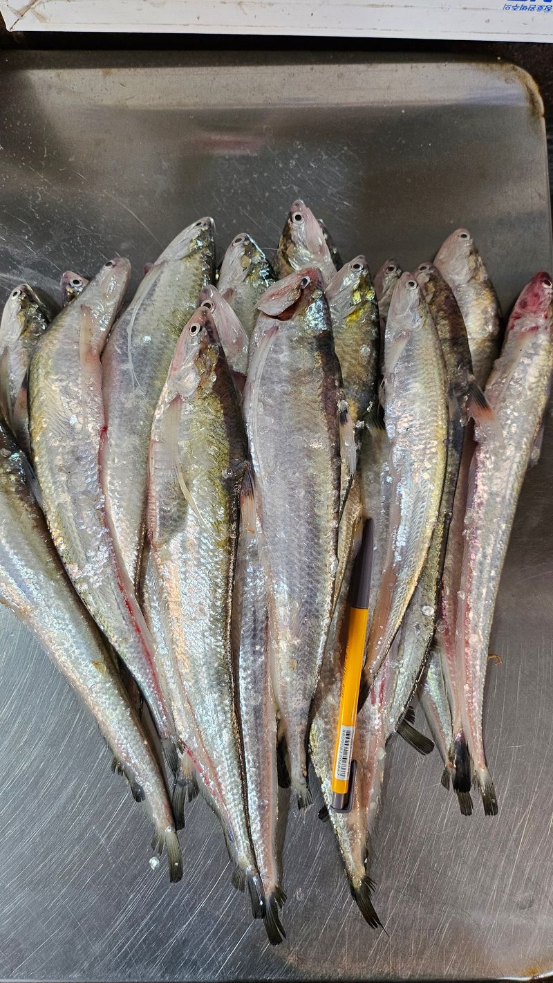 목포제주수산님의 장터 판매 상품 [웅어 2kg 20-25마리 ] 첨부 사진