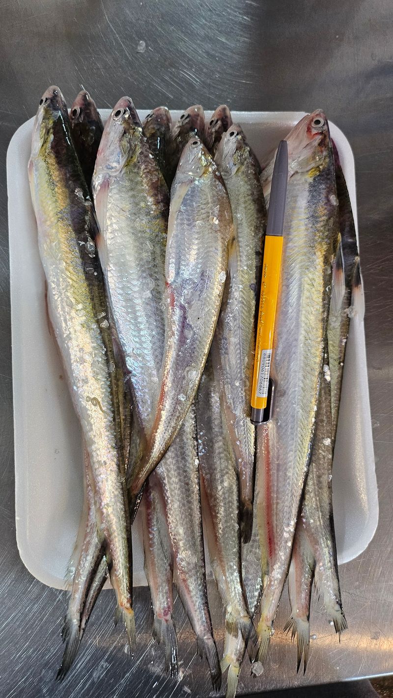 목포제주수산님의 장터 판매 상품 [웅어 2kg 20-25마리 ] 첨부 사진