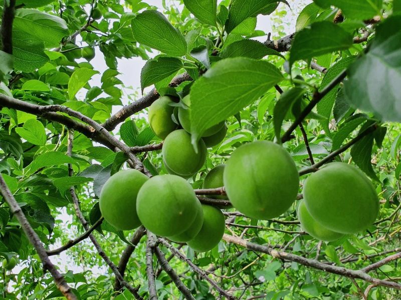 대봉매실주말농부님의 장터 판매 상품 [광양 매실원액 1.8 L] 첨부 사진