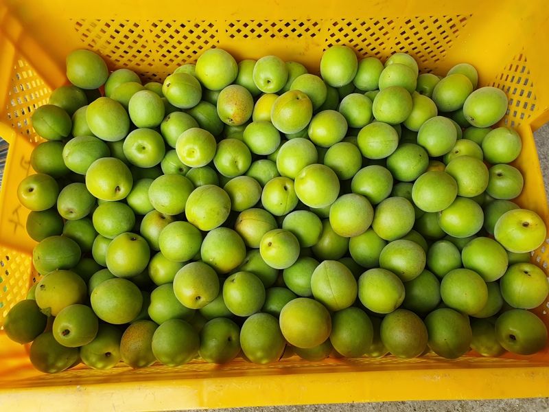 대봉매실주말농부님의 장터 판매 상품 [광양 매실원액 1.8 L] 첨부 사진