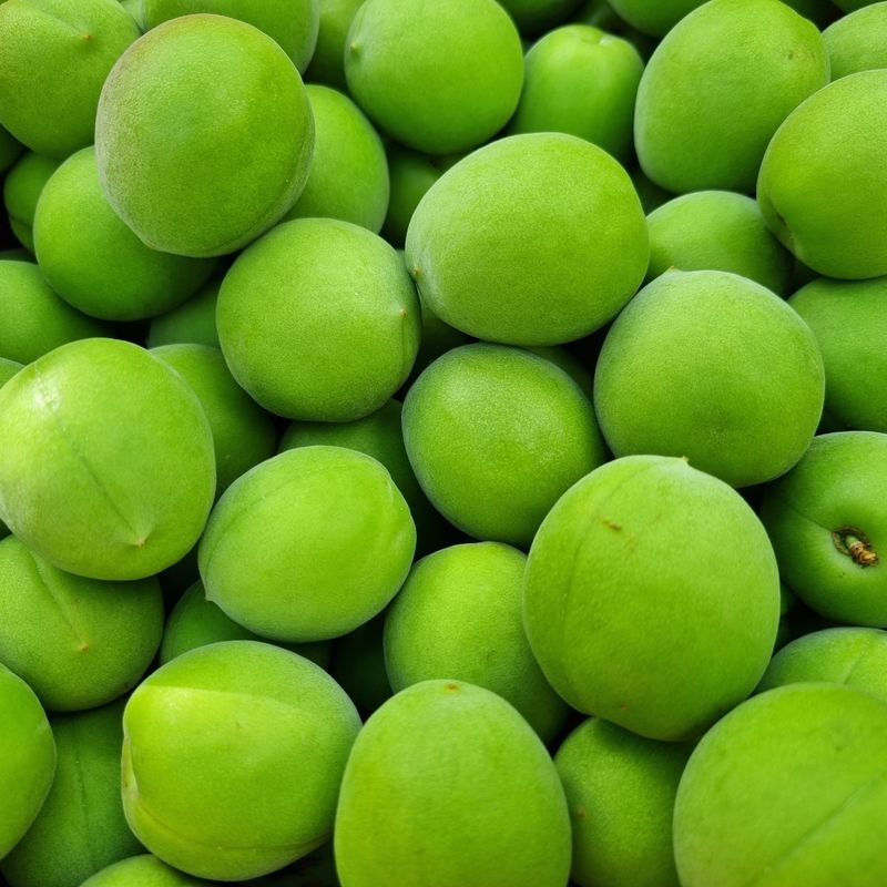 대봉매실주말농부님의 장터 판매 상품 [광양 매실원액 1.8 L] 첨부 사진