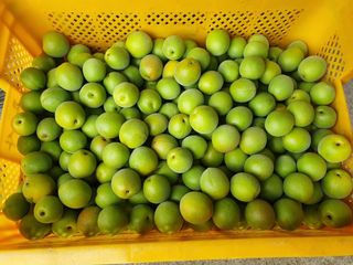 대봉매실 인생이막님의 작성글 사진