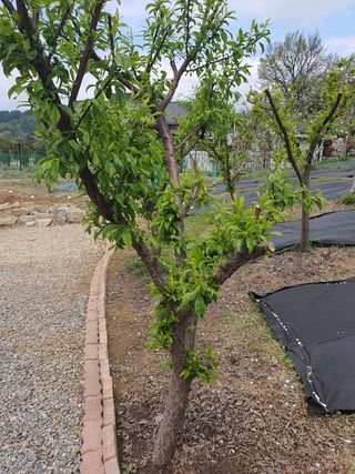 chaks20님의 자두 · 자유게시판 작성글 사진