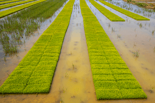 이승하님의 벼 · 자유게시판 작성글 사진