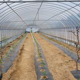 팜모닝 고추·파종•정식 게시글 이미지