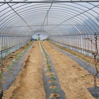 건달 농장(최승혁)님의 고추 · 파종•정식 작성글 사진