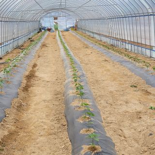 건달 농장(최승혁)님의 고추 · 파종•정식 작성글 사진