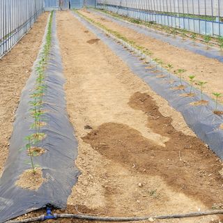 건달 농장(최승혁)님의 고추 · 파종•정식 작성글 사진