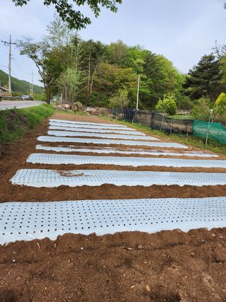 먹거리 아줌님의 자유주제 · 자유게시판 작성글 사진