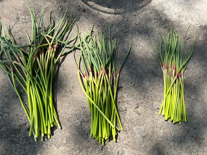 장터 상품 [마늘쫑 1kg] 썸네일