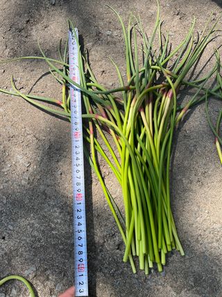 농부딸님의 작성글 사진