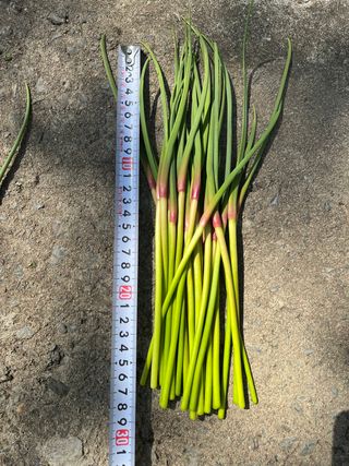 농부딸님의 작성글 사진