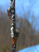 팜모닝 기타작물·병해충상담 게시글 이미지