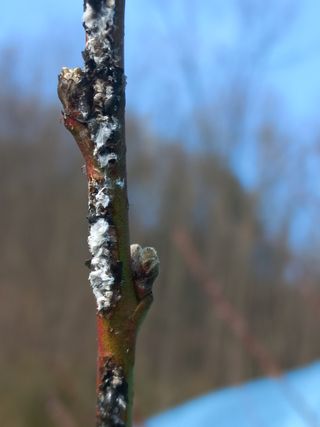 백합님의 기타작물 · 병해충상담 작성글 사진