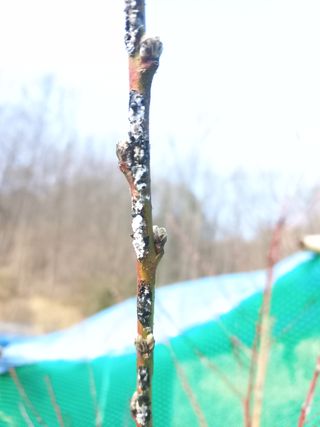 백합님의 기타작물 · 병해충상담 작성글 사진