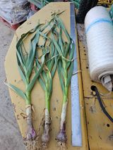 팜모닝 마늘·마늘 쪽 비대기 게시글 이미지