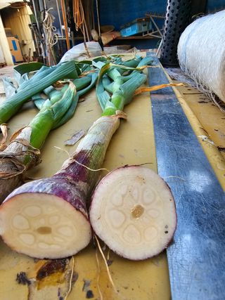 잡곡천하님의 마늘 · 마늘 쪽 비대기 작성글 사진