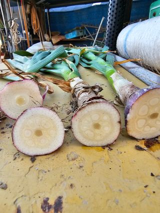 잡곡천하님의 마늘 · 마늘 쪽 비대기 작성글 사진