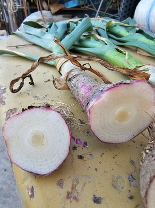 잡곡천하님의 마늘 · 마늘 쪽 비대기 작성글 사진