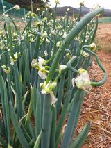 팜모닝 자유주제·자유게시판 게시글 이미지