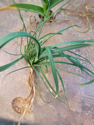 서동열님의 마늘 · 일상 작성글 사진