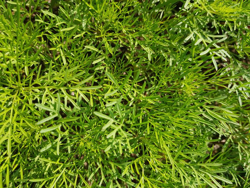 장터 상품 [코스모스] 썸네일