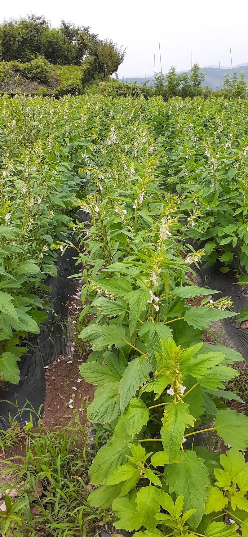 김영복님의 장터 판매 상품 [참기름] 첨부 사진