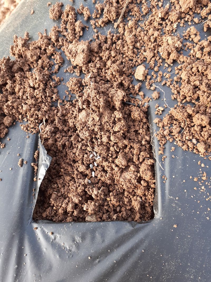 김영복님의 장터 판매 상품 [참기름] 첨부 사진