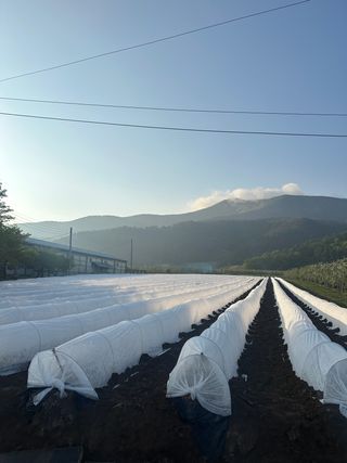 김성미님의 고추 · 파종•정식 작성글 사진