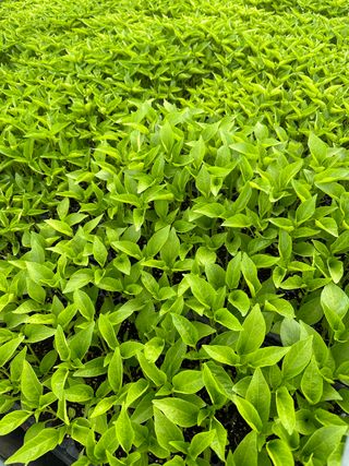 김성미님의 고추 · 파종•정식 작성글 사진