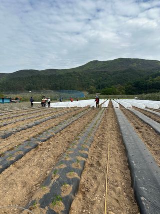 김성미님의 고추 · 파종•정식 작성글 사진