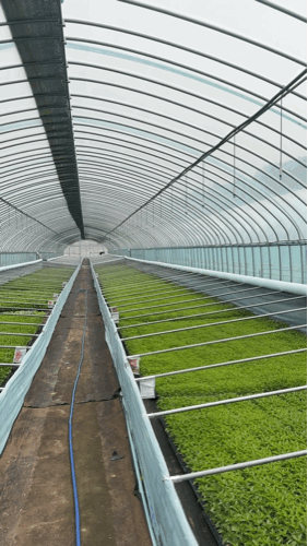 김성미님의 고추 · 파종•정식 작성글 사진