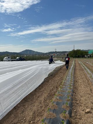 김성미님의 고추 · 파종•정식 작성글 사진