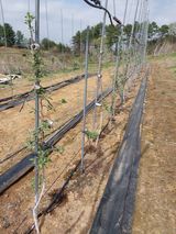 팜모닝 자유주제·자유게시판 게시글 이미지