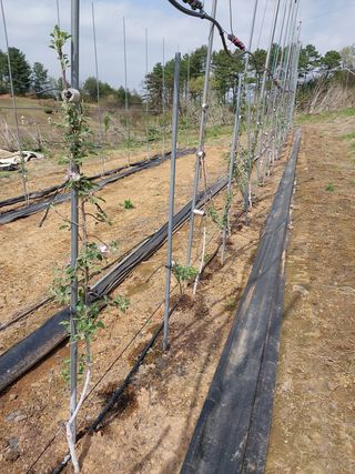 갑중봉황커피사과농장님의 자유주제 · 자유게시판 작성글 사진