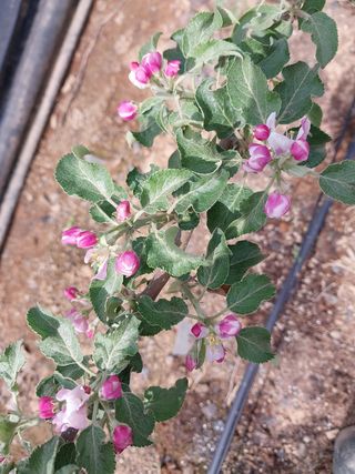 갑중봉황커피사과농장님의 자유주제 · 자유게시판 작성글 사진