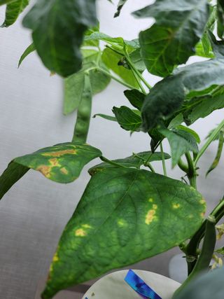 사부작사부작님의 콩 · 병해충상담 작성글 사진