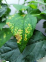 팜모닝 콩·병해충상담 게시글 이미지