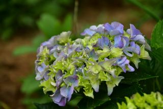 산 아래님의 마늘 · 일상 작성글 사진