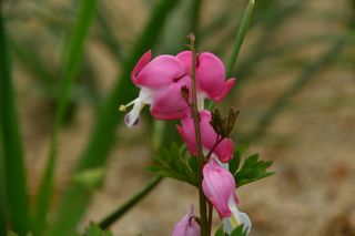 산 아래님의 마늘 · 일상 작성글 사진