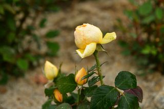 산 아래님의 마늘 · 일상 작성글 사진