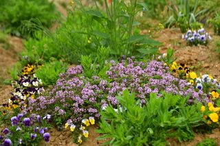 산 아래님의 마늘 · 일상 작성글 사진