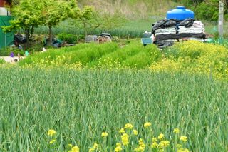 산 아래님의 마늘 · 일상 작성글 사진