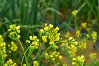 산 아래님의 마늘 · 일상 작성글 사진