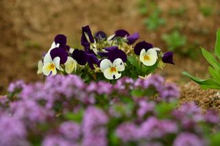 산 아래님의 마늘 · 일상 작성글 사진