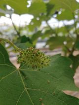 팜모닝 포도·자유게시판 게시글 이미지