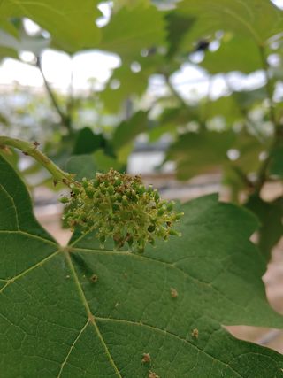 전성란님의 포도 · 자유게시판 작성글 사진