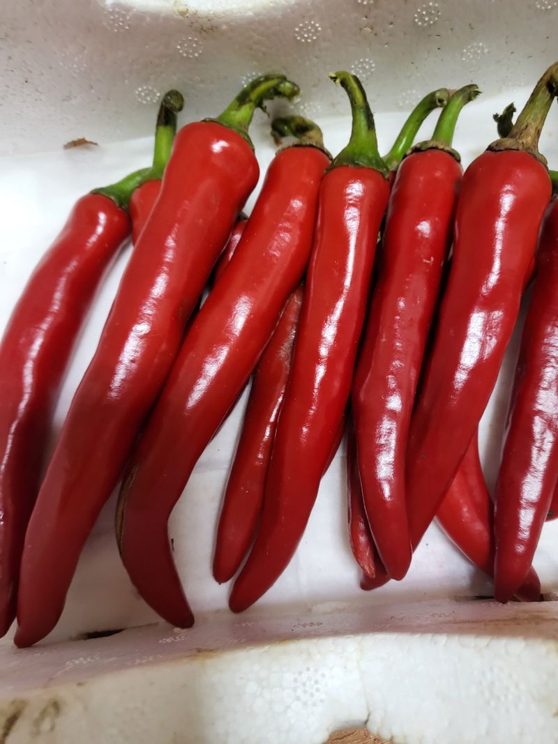 이명화님의 장터 판매 상품 [건고추or고추가루] 첨부 사진