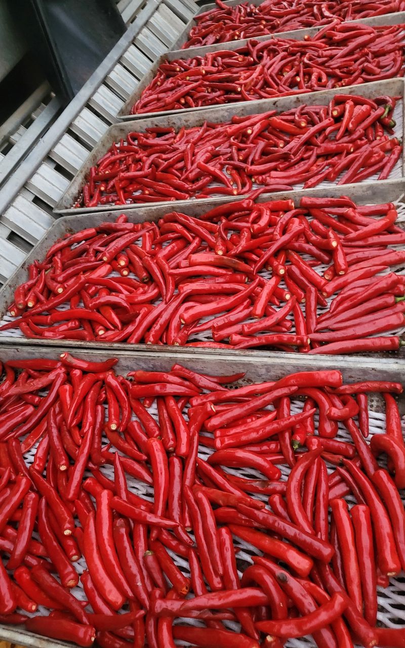 이명화님의 장터 판매 상품 [건고추or고추가루] 첨부 사진